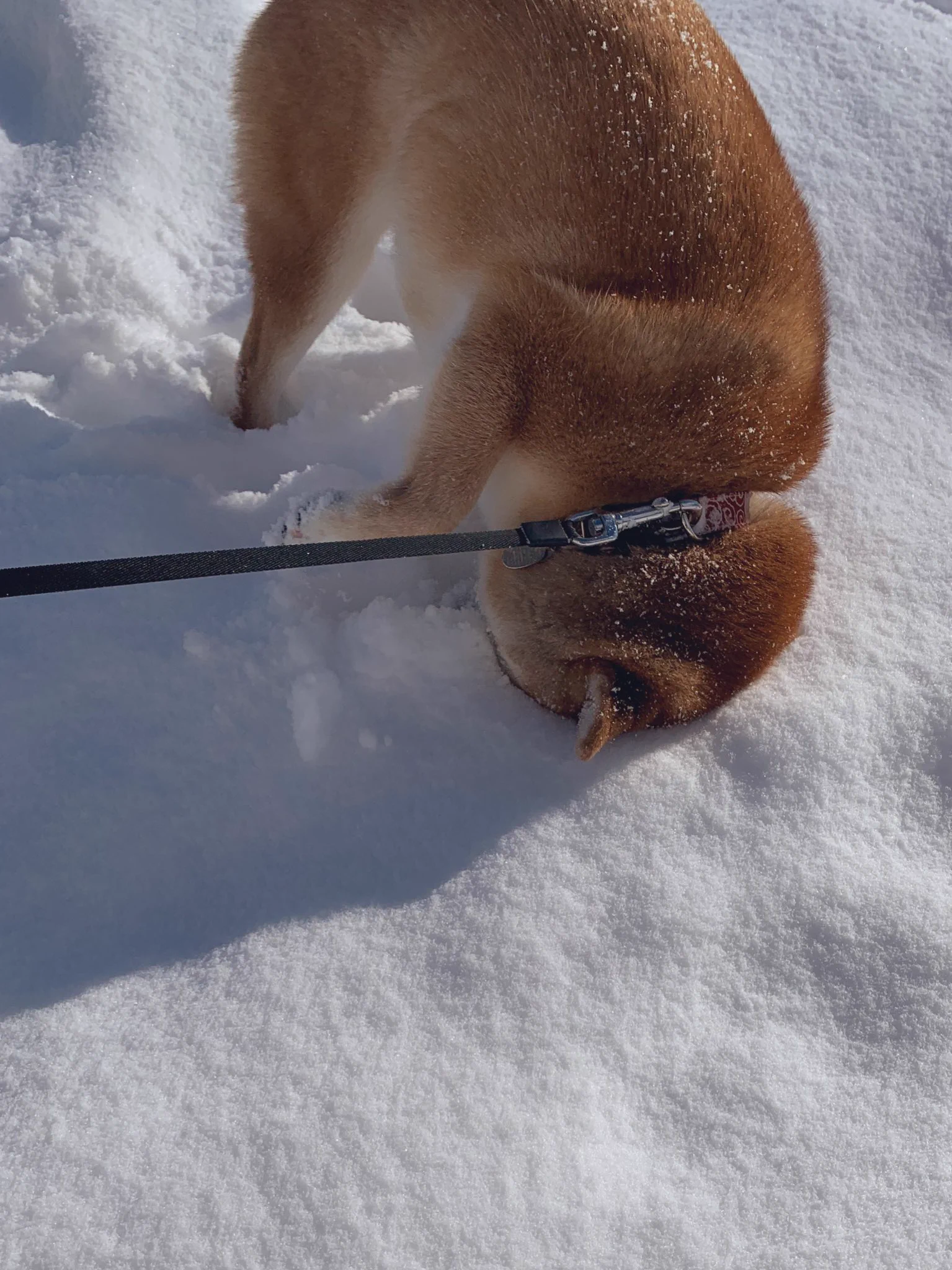 雪の中に顔をうずめて感触を確かめるわんこ！