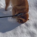 雪の中に顔をうずめて感触を確かめるわんこ!