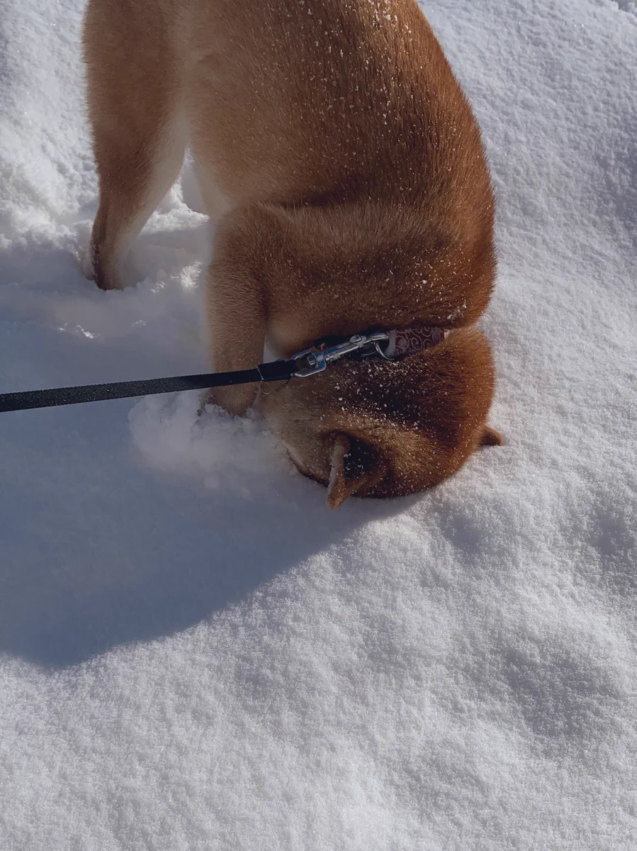 雪の中に顔をうずめて感触を確かめるわんこ！