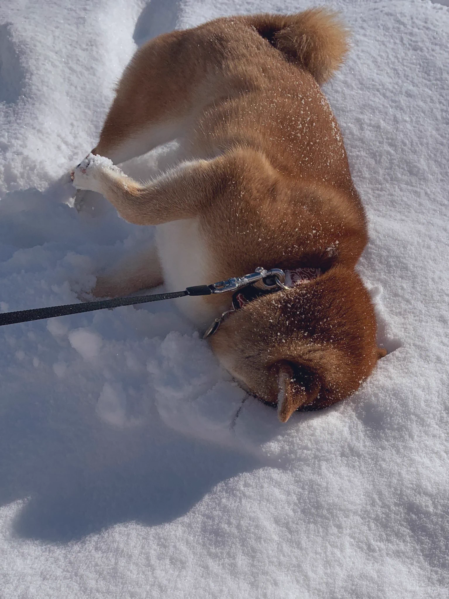 雪の中に顔をうずめて感触を確かめるわんこ！