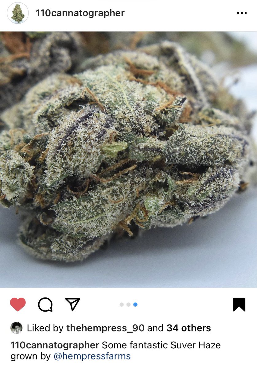 HempressFarms's tweet photo. We are honored to have our indoor hemp flower โSuver Hazeโ featured by the Los Angeles, California based @110cannatographer ! Itโs such an honor! We have more indoor flower coming available for purchase in 8 weeks! #PreOrder before itโs gone! #HempressFarms #GrownByGoddess #Indow https://t.co/hTFD14tgDD