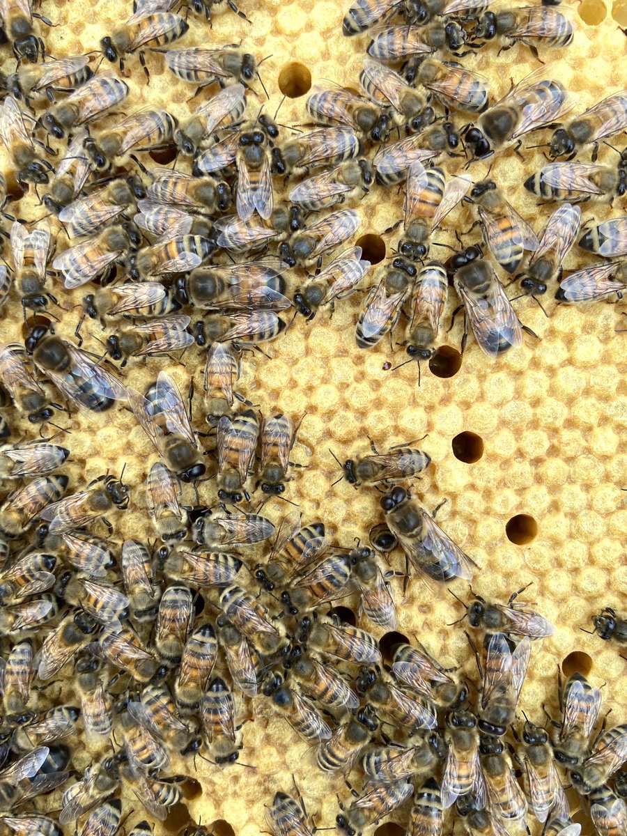 Who else is looking forward to seeing this sight again? 🥰 They will be rearing brood before we know it and the season will get underway again ☺️🐝💫

#welshbees #ukbeekeeping #ukbeekeeper #apiary #apiarylife #bees #beekeeping #beekeepers #beekeeper #savethebees #2021