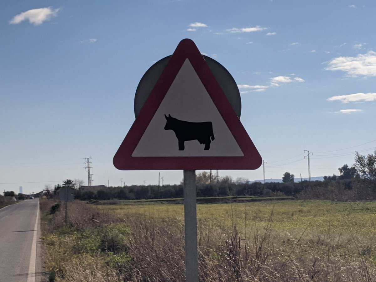 Warning! Adorable little cows...