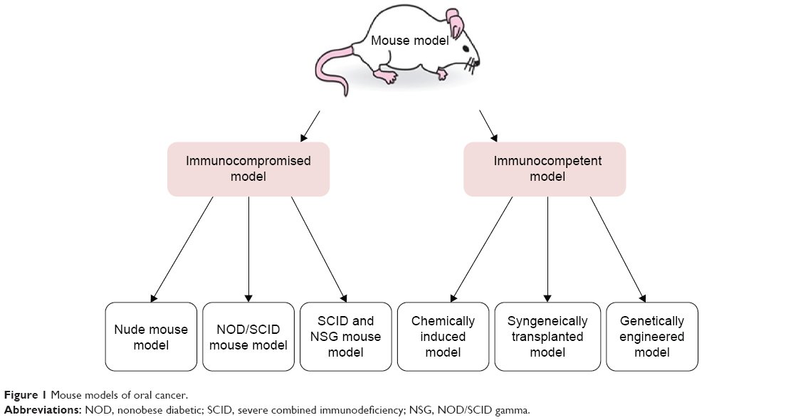 11. Useful Mouse Graphic from  @RandFanshier    https://dovepress.com/immunocompromised-and-immunocompetent-mouse-models-for-head-and-neck-s-peer-reviewed-fulltext-article-OTT)showing different kinds of transgenic mouse experiments  @RandFanshier asks:"was it given human umbilical cord stem cells as an embryo, or did it get human epithelial tissue implanted as a SCID mouse?