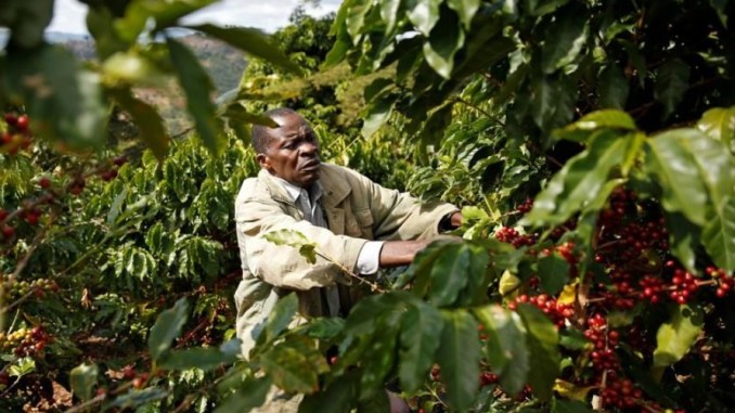 Kalau nak dibandingkan antara dua jenis ni, yield/hasil Arabica lebih sedikit berbanding Robusta. Ini disebabkan beberapa factor yang aku sebut tadi.