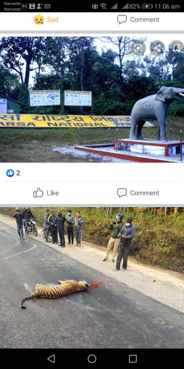 बिहान ७:३० बजे सिमरा हेटौंडा सडकखण्डमा भएको दुर्घटनामा बाघ को मृत्यु ।।