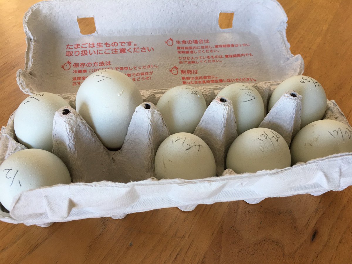 ニワトリの卵 ニワトリの卵