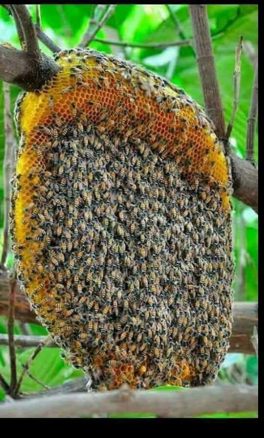 AMBeautifulNat1's tweet image. Beautiful Nature.