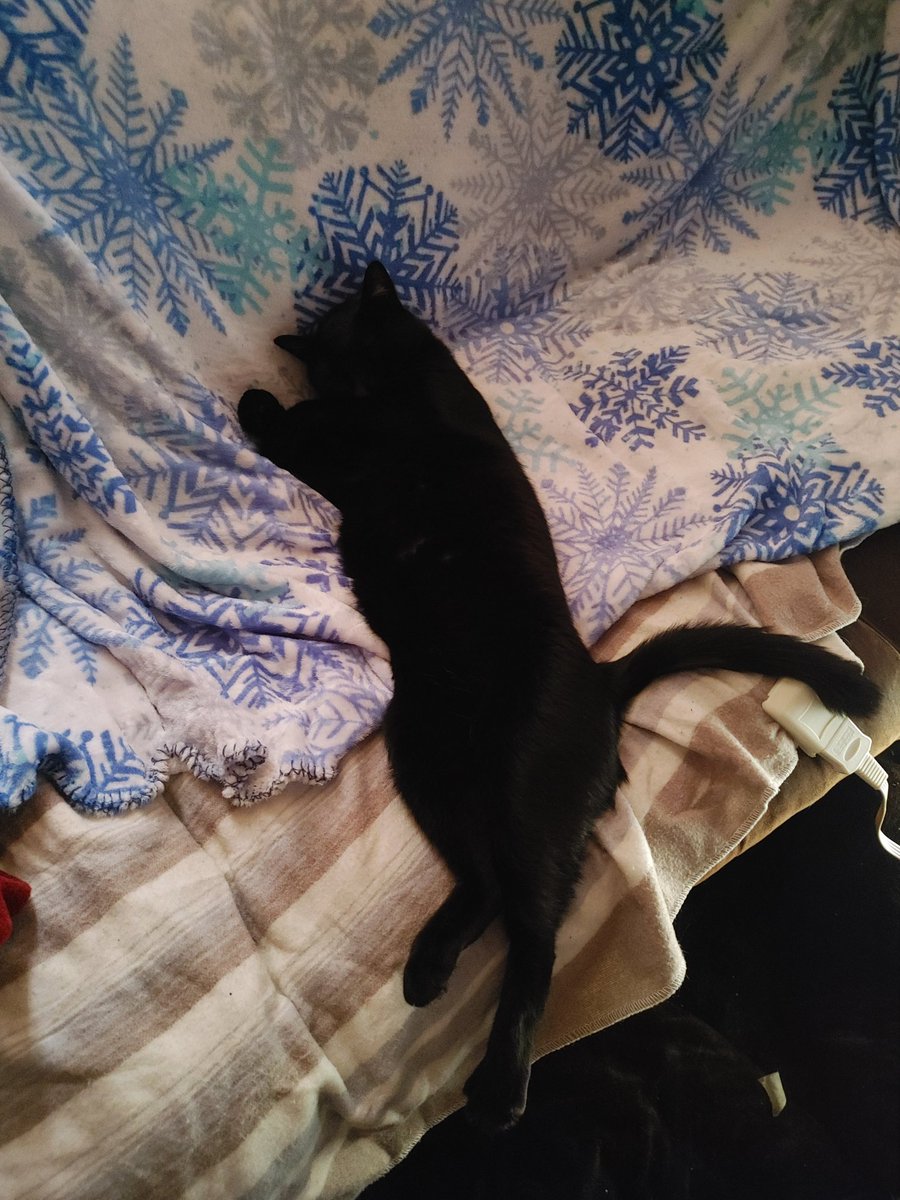 Chim3ric's tweet image. When you turn on the electric blanket and your cat melts on his way across the couch. #cats #voidkitty #thevoid #CatsOfTwitter