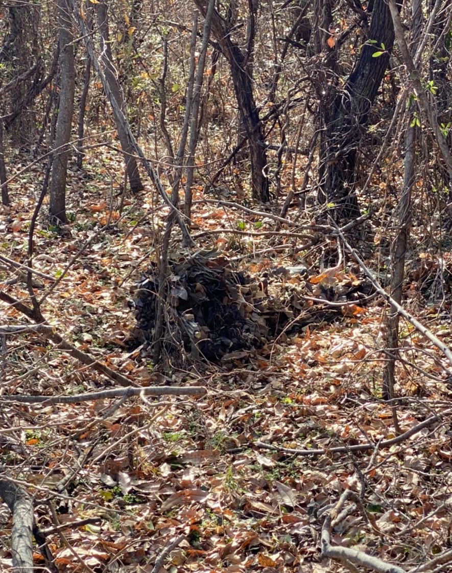 森のチョンピロー 明日はスティールフォレストで初撃ちいたします ご一緒される方々 楽しみましょう サバゲー 初撃ち スティールフォレスト ギリースーツ