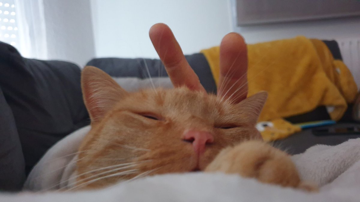 CatSkipy's tweet image. Chalut les chopains, jvoulais vous souhaiter à tous une bonne nez ! Pleines de croket'poulet , patéthon et de chamour 😻😺 
Jvous fais plein de bisous nez et vous pose mon meilleur profil apres un trop plein de croket 🤤😴