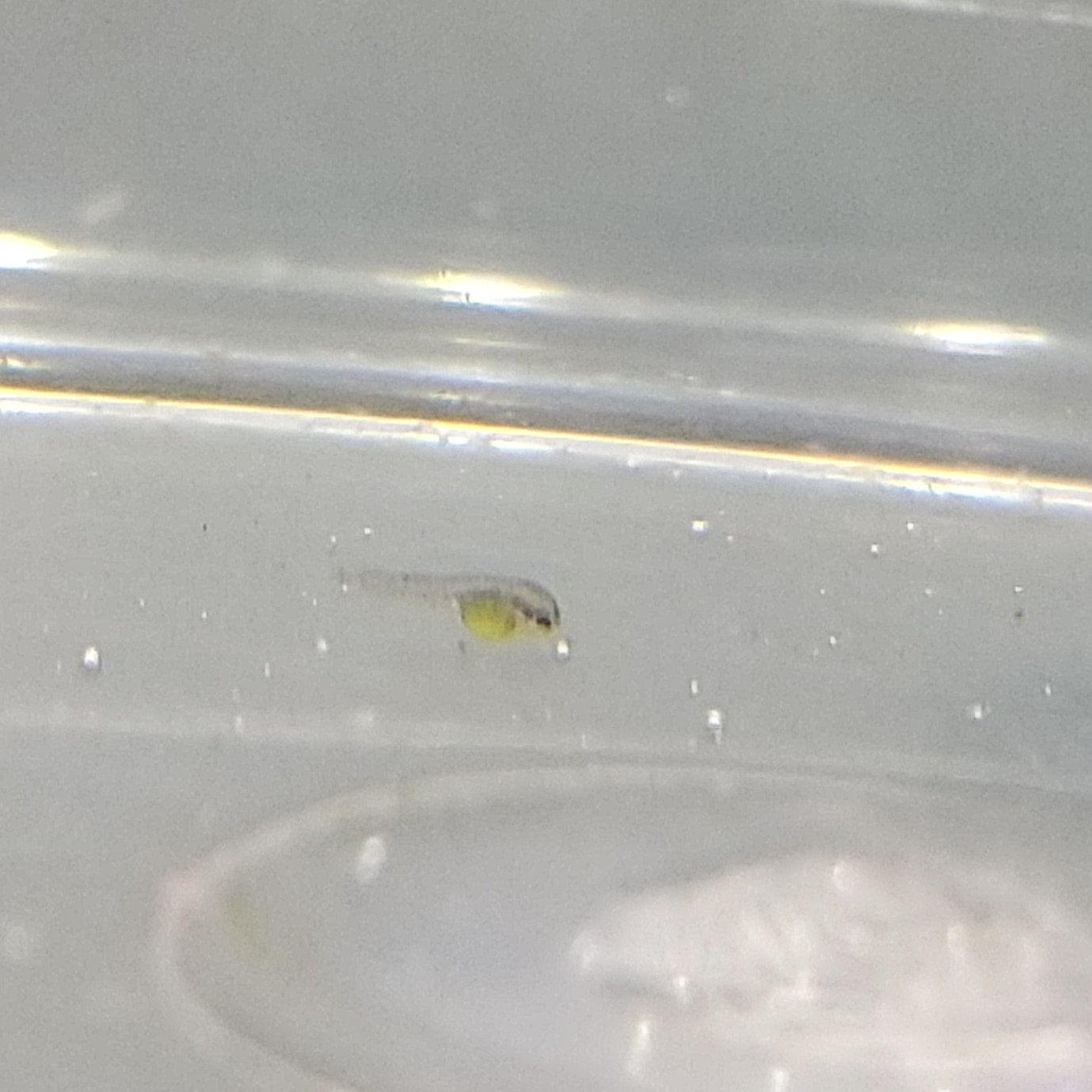 Ice オトシンネグロの稚魚発見 初めてネグロ繁殖した 可愛い オトシンネグロ 稚魚 T Co Js2wrjvvrq Twitter