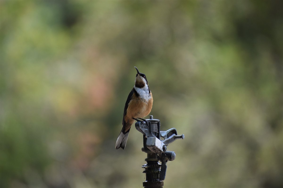 Eastern spinebill posing in Canberra botanical garden
#birdsofoz
#twitcher
#spinebill