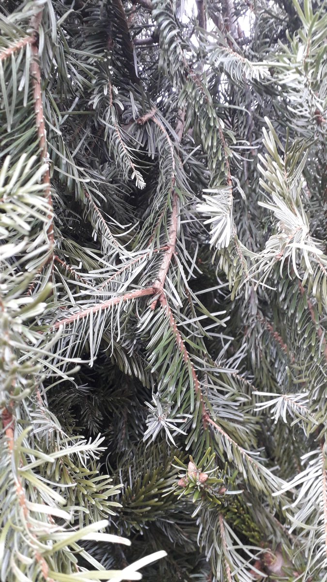 Xmas tree recycling @OgdenWater again this year. Drop by classroom or Visitor centre. Please remove all decorations and do not block the gates! Donations welcome to help upkeep the reserve.