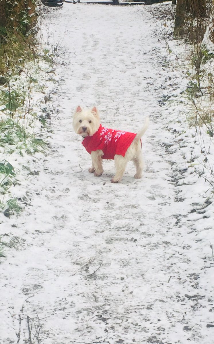 Alfie enjoying his New Years Day snow walk #NewYear2021 #snow #Westie