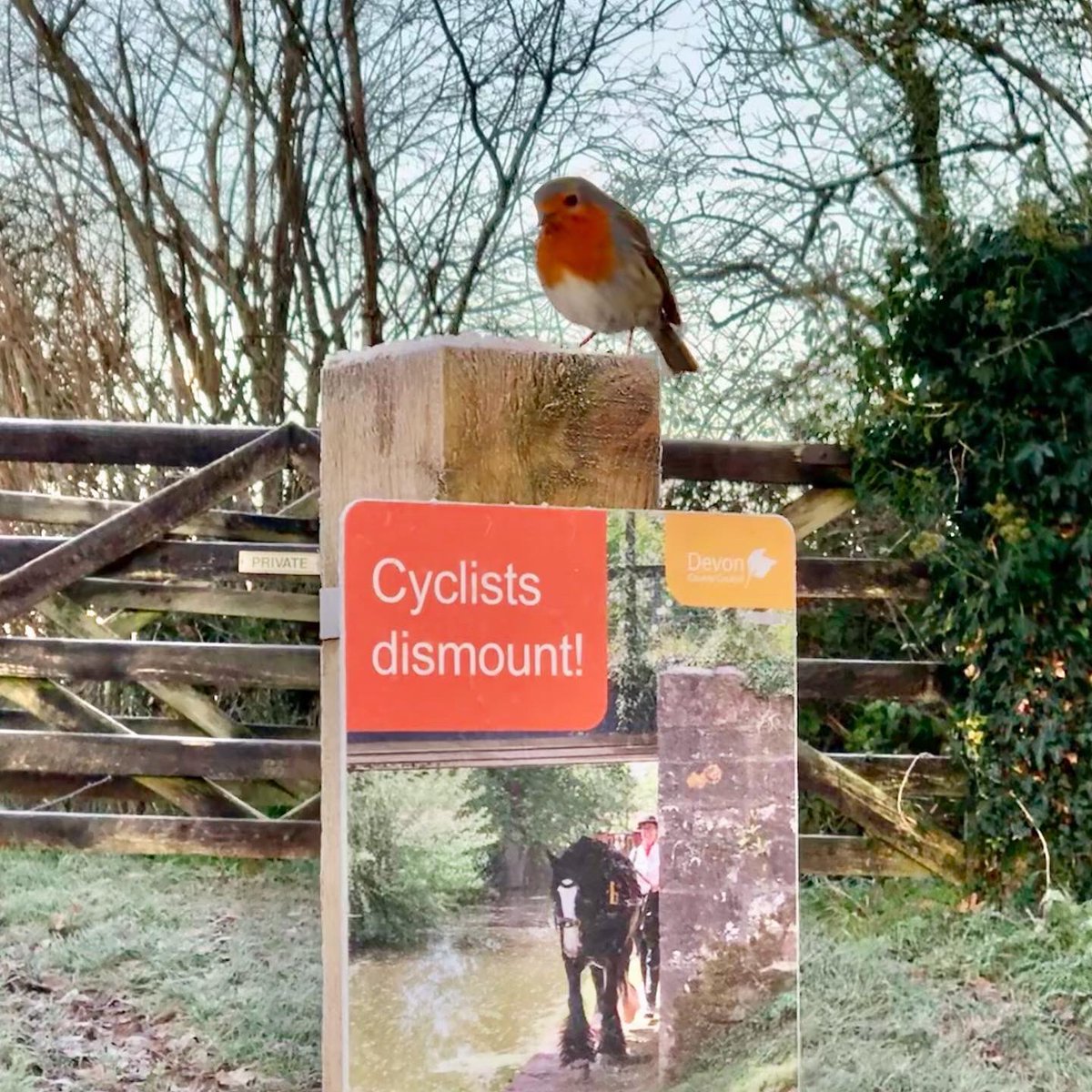 middevonshow's tweet photo. A lovely bit of company by the show office this morning. Is it me or does the wildlife seem to be so much closer over the pandemic?
#robin #grandwesterncanal #tiverton #middevon #devon #winter #halberton https://t.co/AapN7oFhjN