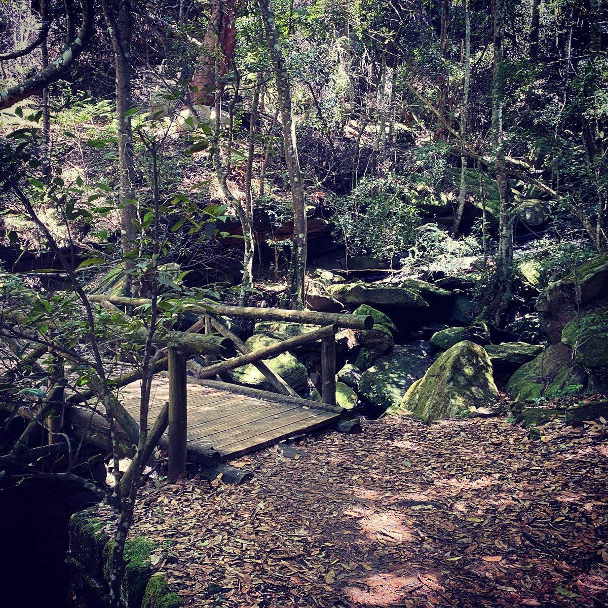 HikingYaks's tweet photo. Two Creeks Track. #hikingyaks #trekking #nswnationalparks #australia https://t.co/Kh6J8TvHDf