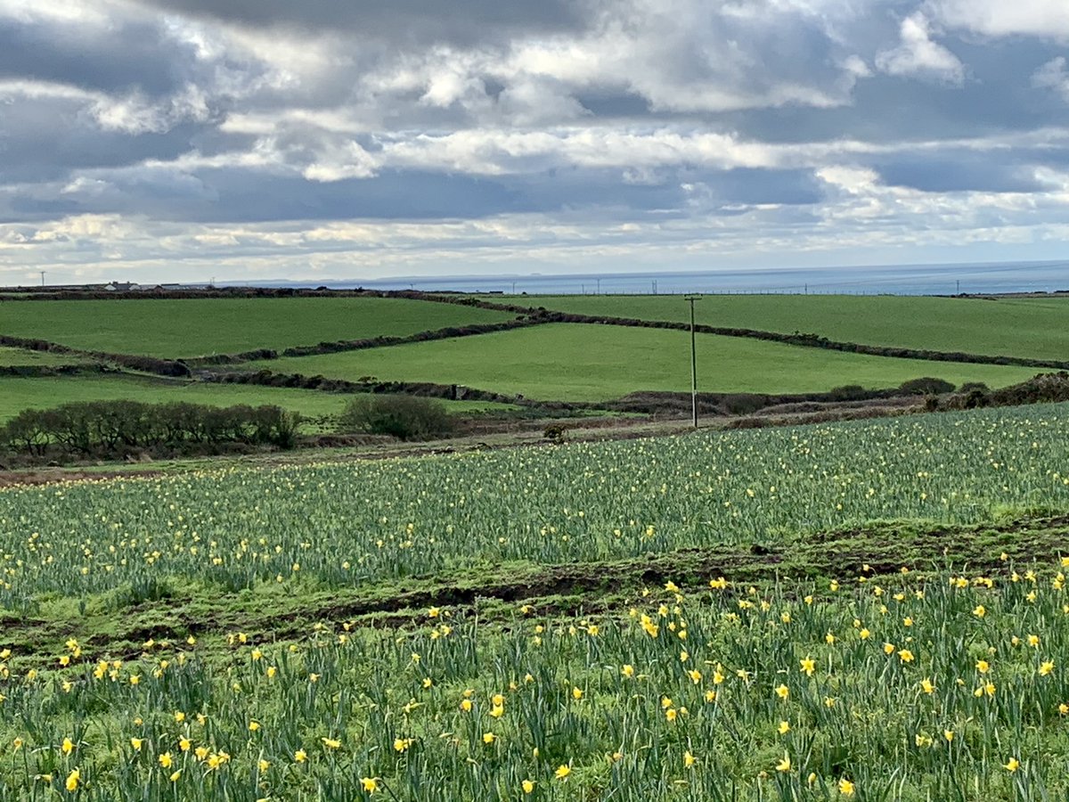 CornwallCaravan's tweet photo. A Beautiful view for the start of 2021 the daffodils are up. https://t.co/fTgo9ORoJu