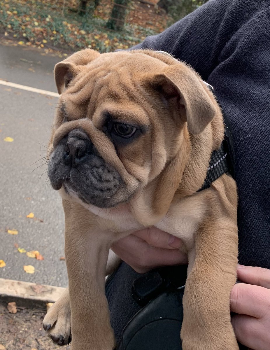 Follow STOLEN RONNIE BARFORD #returnronnie ON FB it’s been 2 weeks today and no leads nothing your not helping keeping quiet RT <a href="/petdetectivesuk/">The Pet Detectives</a> <a href="/MissingPetsGB/">Missing Pets GB</a> <a href="/Mellor76/">Will Mellor</a> <a href="/SherrieHewson/">sherrie hewson</a> <a href="/TheRobinCousins/">Robin Cousins 💙</a> <a href="/adilray/">Adil Ray OBE</a> <a href="/paulross/">Paul Ross</a> <a href="/Dynamomagician/">Dynamo</a> <a href="/richardosman/">Richard Osman</a> <a href="/P_Wicks01/">Pete The Pirate</a>