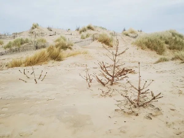 abersochgolf's tweet photo. Clwb Golff Abersoch wants your Christmas tree! 
We will recycle the trees by using them to sure up and defend the beach’s sand dunes. 
Please drop off your tree at the far end of the golf club car park. Thank you. https://t.co/lyraCn48Yr