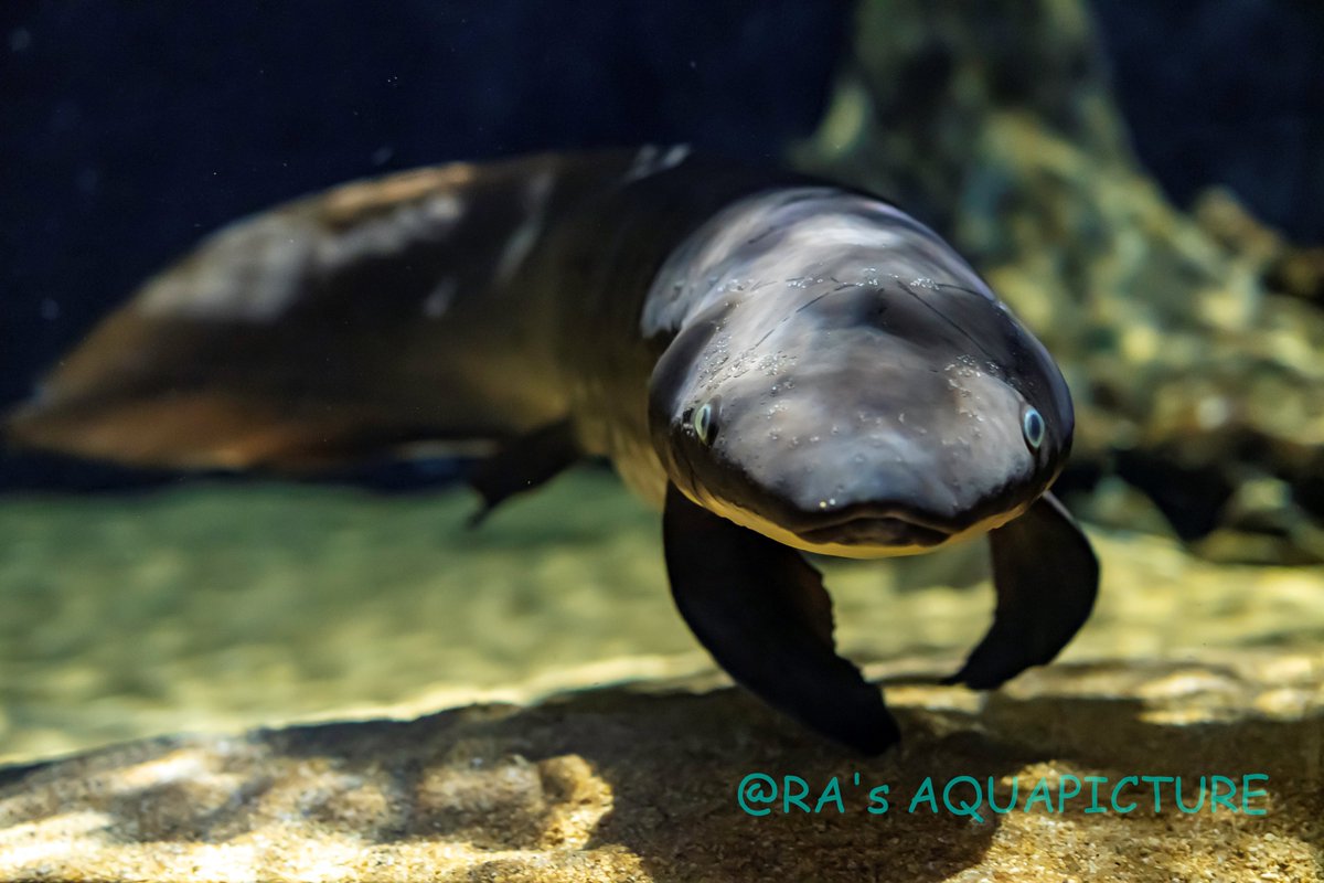 ネオケラたん、かぁいぃ！ #アクアマリンふくしま #オーストラリア肺魚 