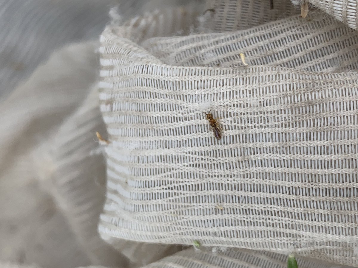 BeeBabette's tweet photo. Teeny tiny Euryglossina (Microdontura) mellea (Colletidae, Euryglossinae)
#bees #wildbees #solitarybees #euryglossinae #colletidae #little #tiny #smol #BeeBabette #Entomology #taxonomy #OzPollinators #AustralianNativeBees https://t.co/56SSznUDPh
