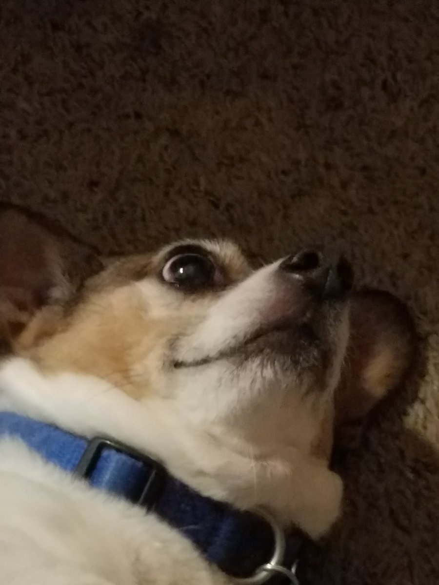 IsFuN20's tweet photo. I thought the world needed to see my amazing dog moe #cutedogs https://t.co/SCZB9dC0g6