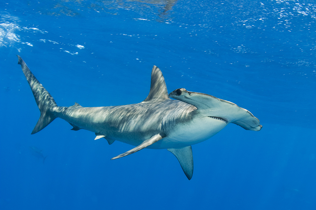PewEurope's tweet photo. Scalloped hammerhead sharks are protected, but their meat, fins, and extracts often illegally end up in many consumer goods.

Establishing marine protected areas can help safeguard them in previously unprotected waters. https://t.co/METeaFdbCN @Bertarelli_fdn https://t.co/eQRvIX1G3d