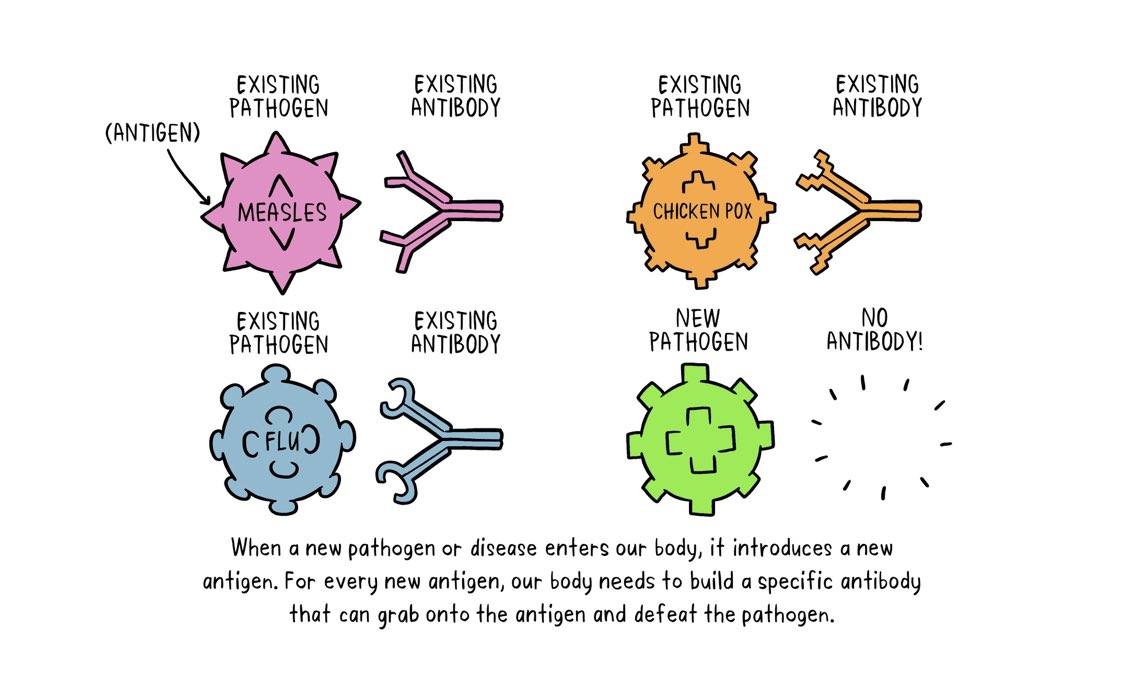 When a new disease comes along like  #COVID19  #coronavirus our body does not have  #antibodies or  #Tcells to fight it off. First we recognize it (the  #antigen) and START to BUILD our defense or army to fight it back.  #vaccines  #vaccine (from  http://who.int ) 2/
