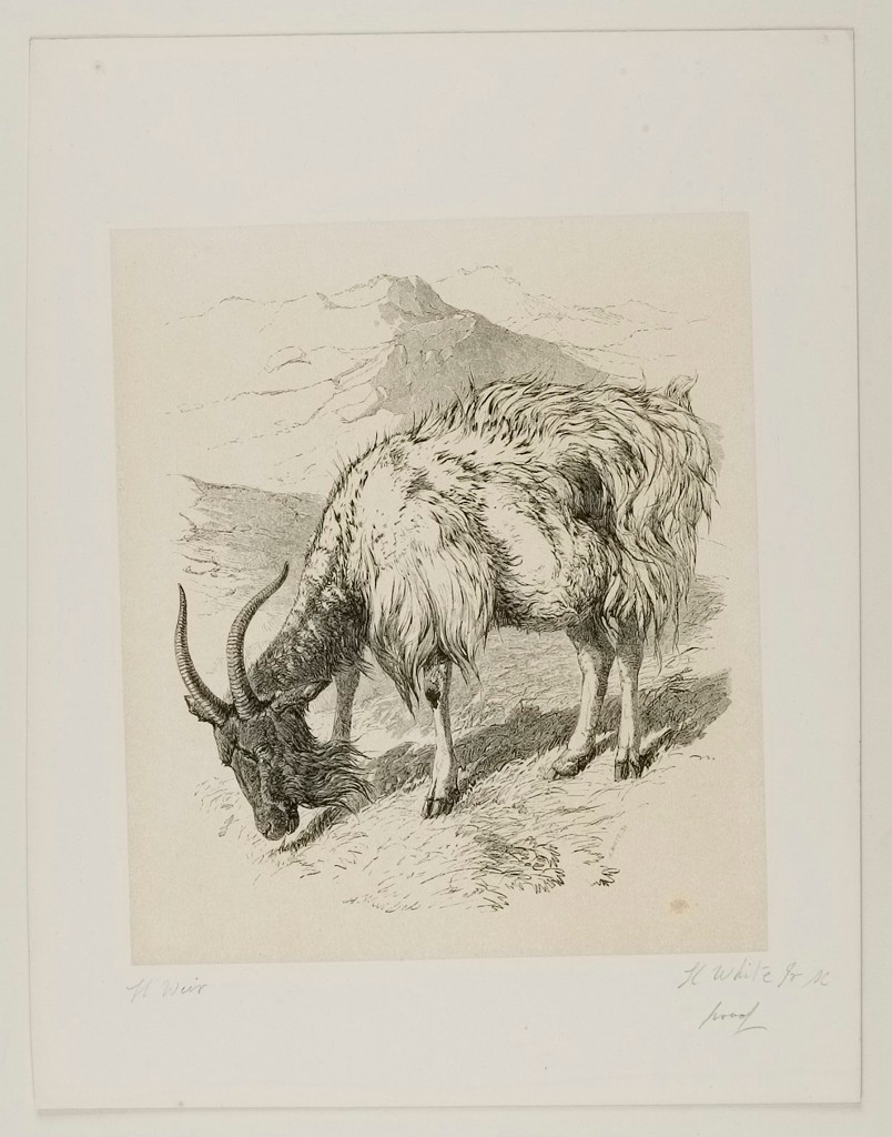 ham_prints's tweet photo. Goat, H. White, 19th century https://t.co/TTM2UzD3Fu #hwhite #harvardartmuseums https://t.co/v4PqL9vNwe