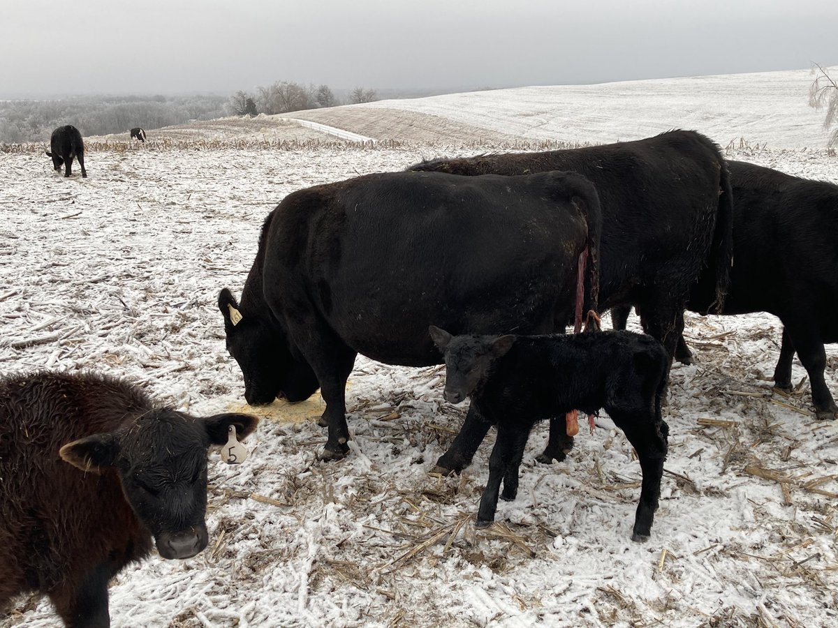 This cow always picks the worst weather to calve in.  Last years calf was born when it was -2. But she always raises a calf and never looses one so who am I the critique her.  She is a #professionalmother  #cows #calving21