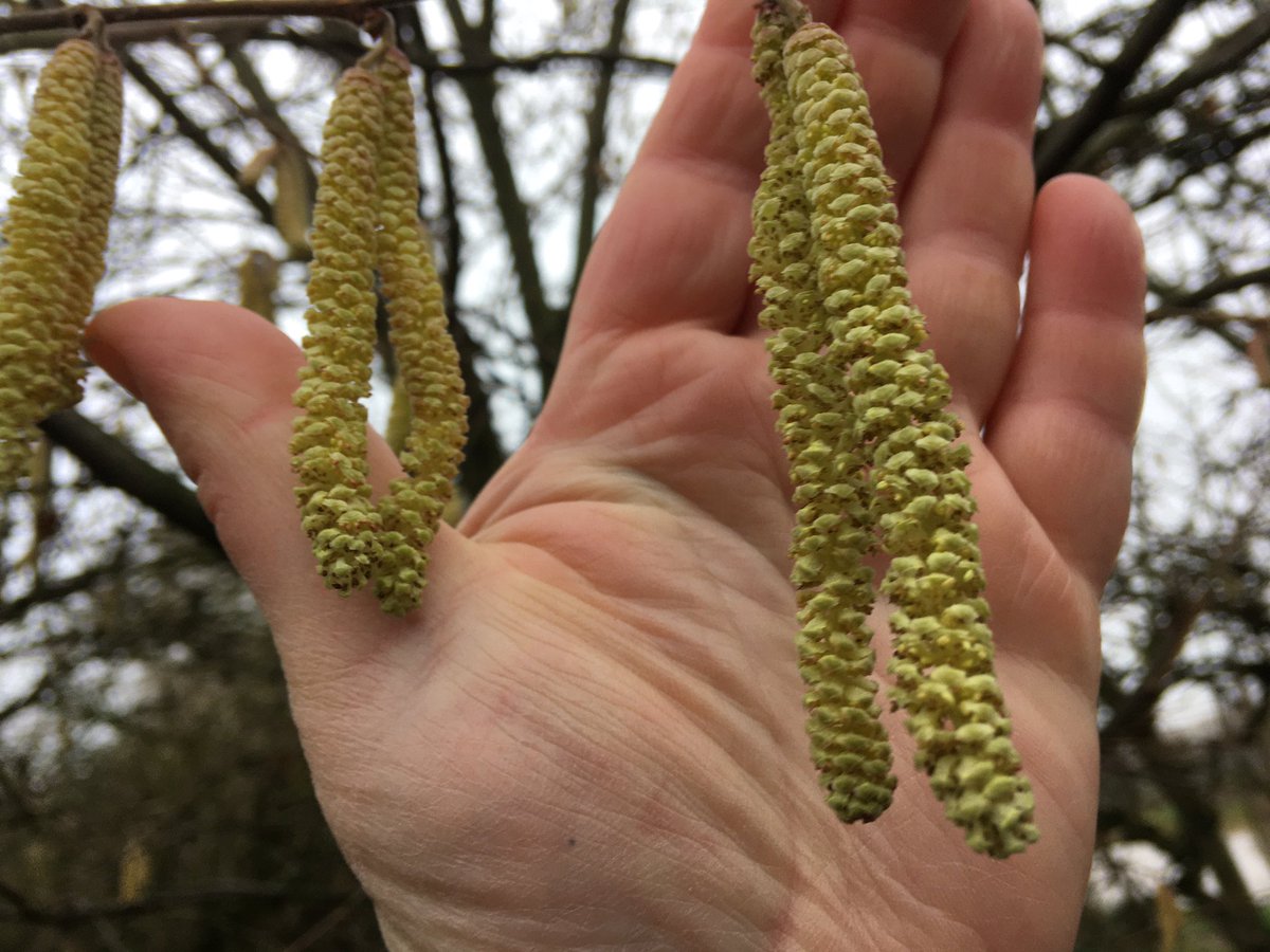 StonebridgeLock's tweet photo. A gem in the #StonebridgeLock #Lock16 #LeeNavigation towpath #hedgerow. The hedgerow is subject to unmitigated poaching of deadwood & general free-for-all hacking because NO ONE cares #StateOfNature https://t.co/Gh2qOZZZKm