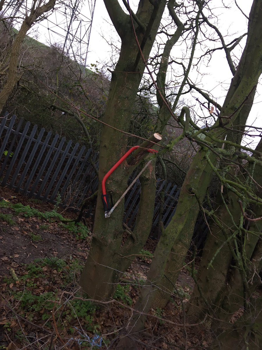 StonebridgeLock's tweet photo. A gem in the #StonebridgeLock #Lock16 #LeeNavigation towpath #hedgerow. The hedgerow is subject to unmitigated poaching of deadwood & general free-for-all hacking because NO ONE cares #StateOfNature https://t.co/Gh2qOZZZKm