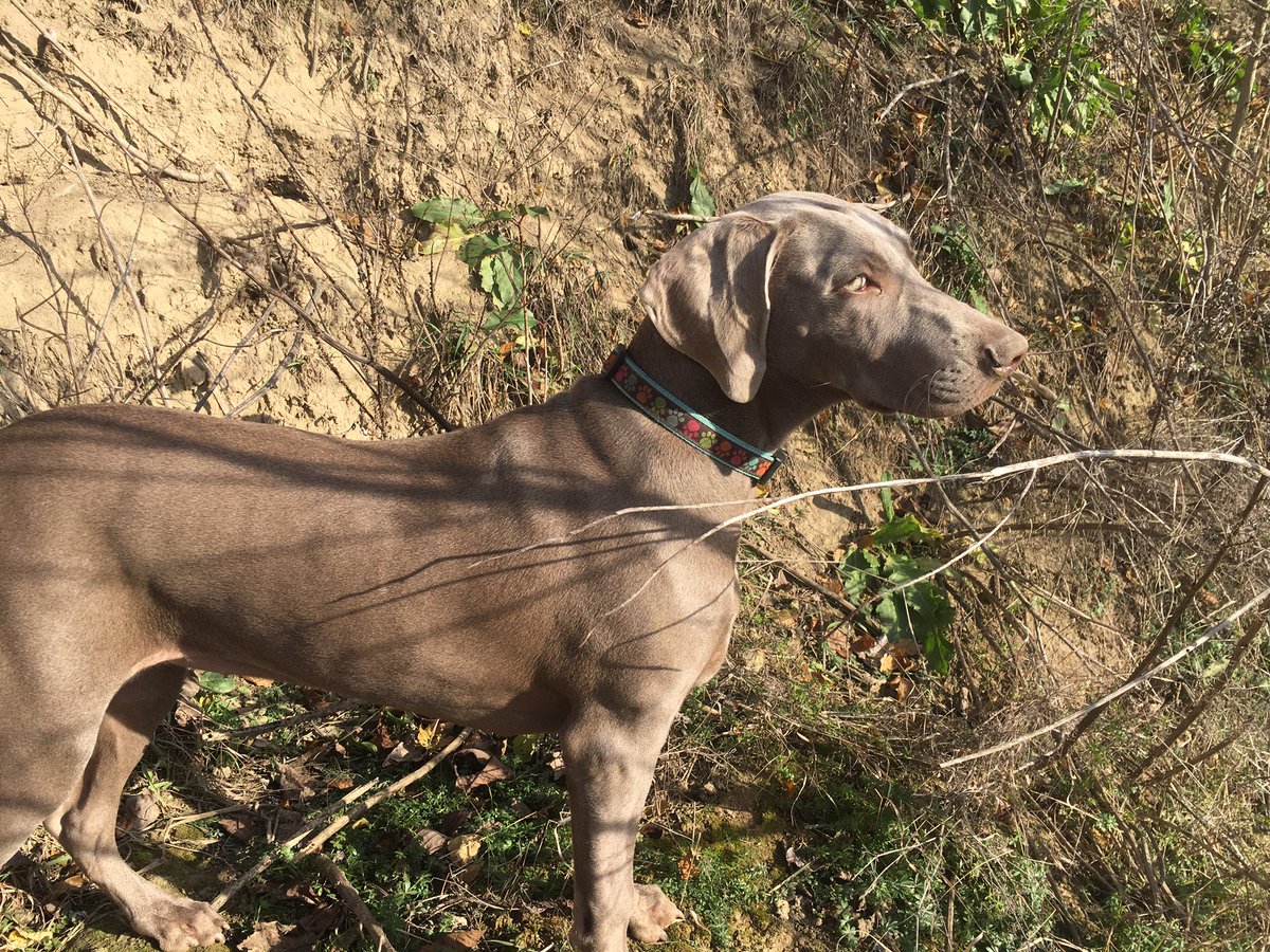 mimamim85's tweet photo. @WeimCrimes Greetings from our #weimy girl Bisa! https://t.co/yq522XEvwI