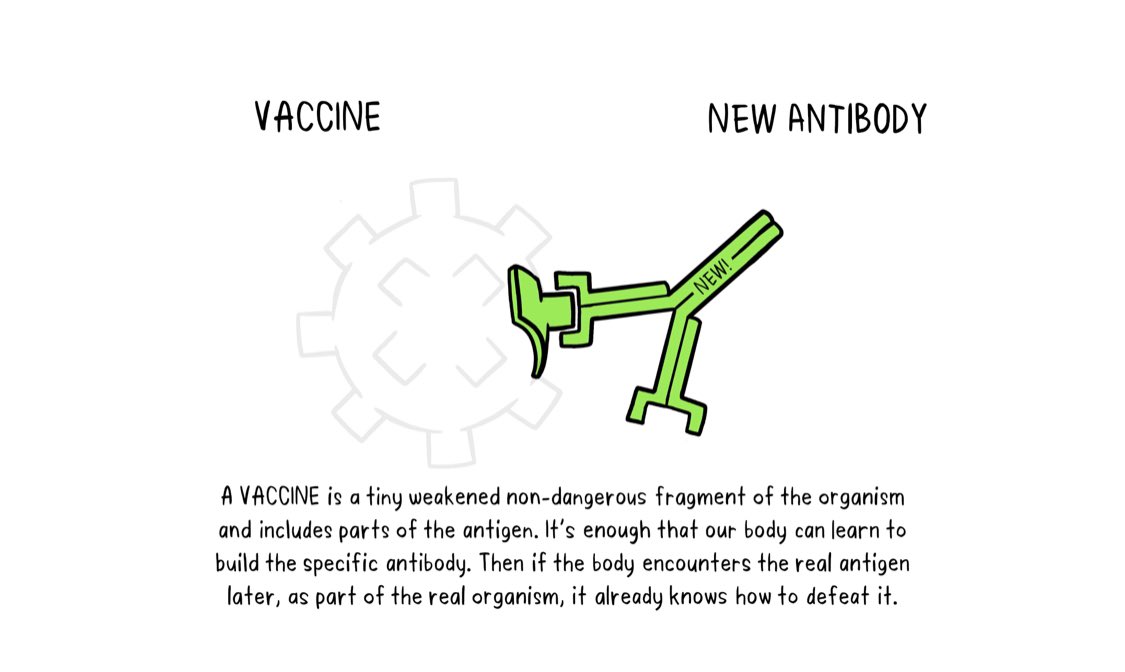 The  #vaccine helps us to build an army that is ready to fight the  #coronavirus before it tries to infect us. The  #vaccines are parts of the virus or  #antigens that our body knows are foreign invaders (BUT can’t attack or make us sick).  #mrna vaccines are different 3/