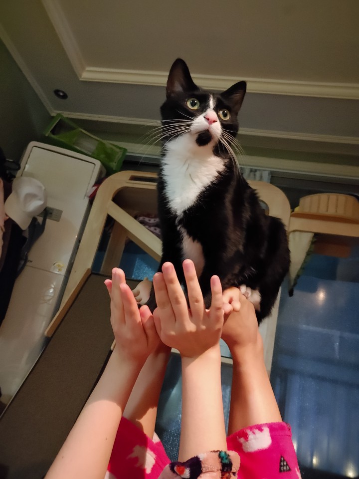 요즘 밀고있는 개인기ㅋㅋㅋㅋㅋㅋㅋ 처음엔 개빡쳐하더니 가족들 전체한테 관심 칭찬 받더니 이젠 하면 위풍당당 다들 날 봐 빨리 칭찬해 표정으로 사진찍으면 포즈까지 취해줌ㅋㅋㅋㅋㅋㅋㅋㅋㅋㅋㅋㅋㅋㅋㅋㅋㅋㅋㅋㅋㅋㅋ