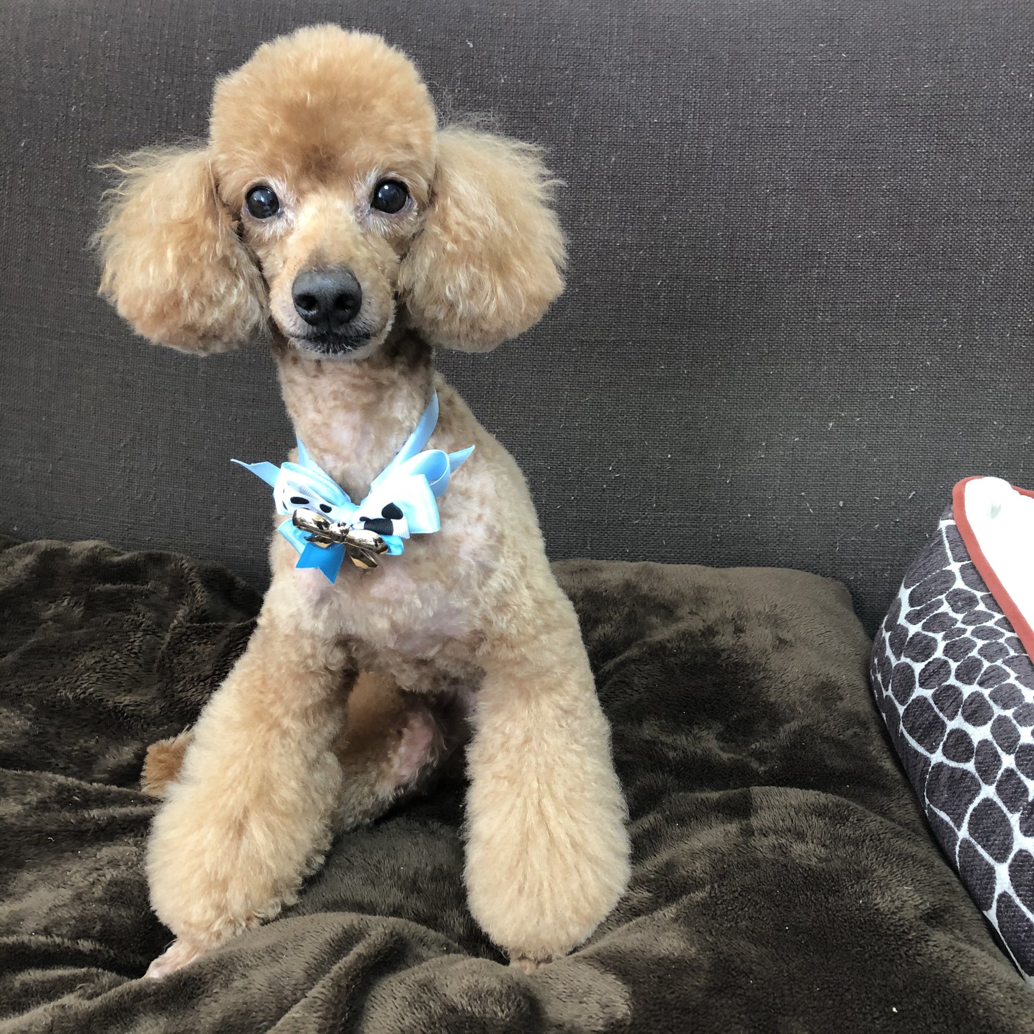 Twitter এ 𝙇𝙮𝙤𝙣 𝙩𝙝𝙚 𝙥𝙤𝙤𝙙𝙡𝙚 インスタにプードルの写真ばかり出てくるけど日本のプードルはもこもこしかテディベアカットの仔が多いね うちのリヨン はアメリカのプードルみたいなラム カットベース リヨンは顔が小さくて足が長いからブーツカットも