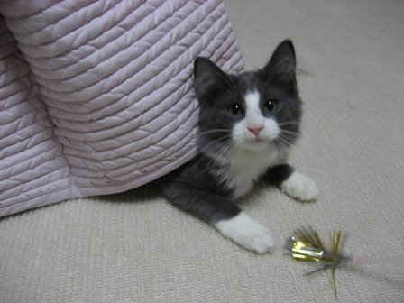 aoneko2007's tweet photo. ノルレッテ嬢が我が家へやってきた日（2007年10月17日）に撮った写真と本日の写真
#ノルウェージャンフォレストキャット
#rien_cats https://t.co/8IYPVyLddR