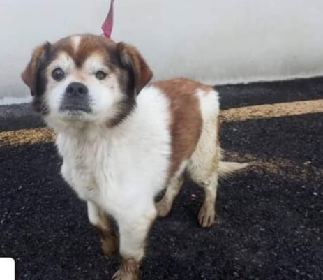 SosAbuelos1's tweet image. #ABUELITO ASTURIAS
Este viejito esta en la PERRERA, pasando mucho frio en la jaula.
Necesitamos sacarlo de allí urgentemente.
Buscamos adopción responsable para él, o una acogida temporal...
Hace muchísimo frio

adoptanalon@gmail.com