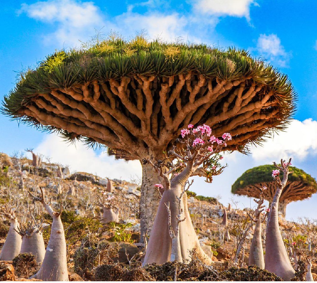 Variations on the same theme 7