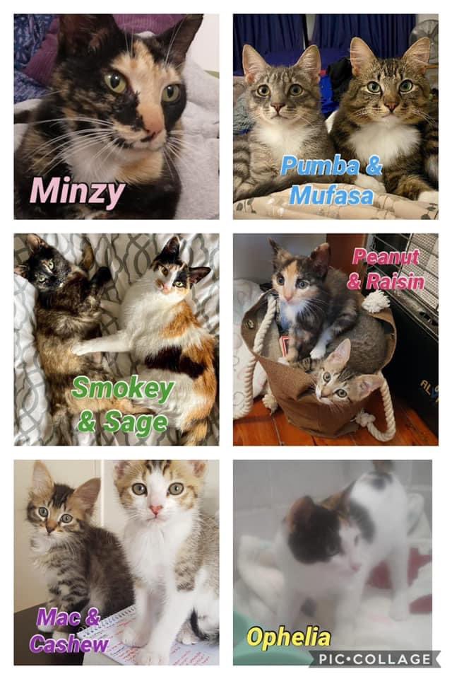 helpingthepaw's tweet photo. PLEASE ADOPT A LEAPS KITTY
To adopt or find out more, kindly contact Kat on 082 955 1875 or kathryn@leaps.co.za -
Please SHARE to CARE!
Thank you for Helping the Paw!
#helpingthepaw #adoptdontshop #catsofcapetown https://t.co/CUHuxiP5Xe