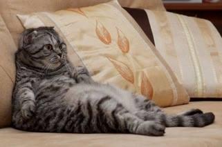 JennyBurnley1's tweet photo. #Caturday #Januaryfeeling
Just chillin' today. https://t.co/sgTLj0oBKq
