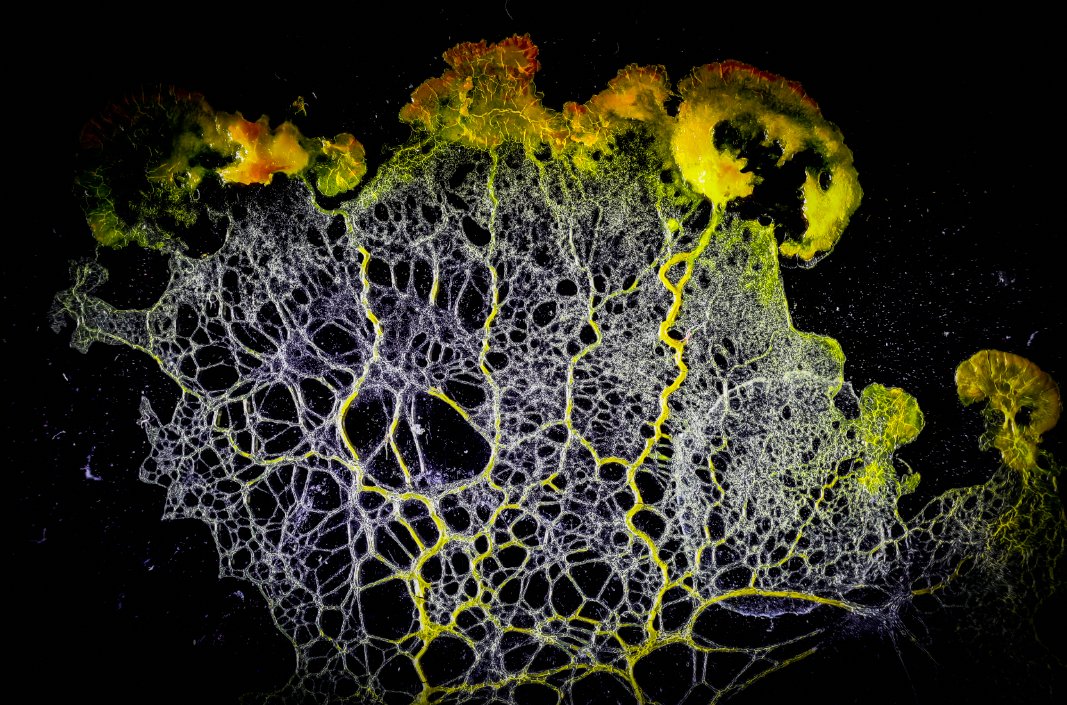 Neue Fotos auf meiner kleine "Natur im Nahbereich"-Seite. Zum Beispiel wurde der Schleimpilz physarum polycephalum in Szene gesetzt. --> olaf-zimmermann.de/natur/index.ht…