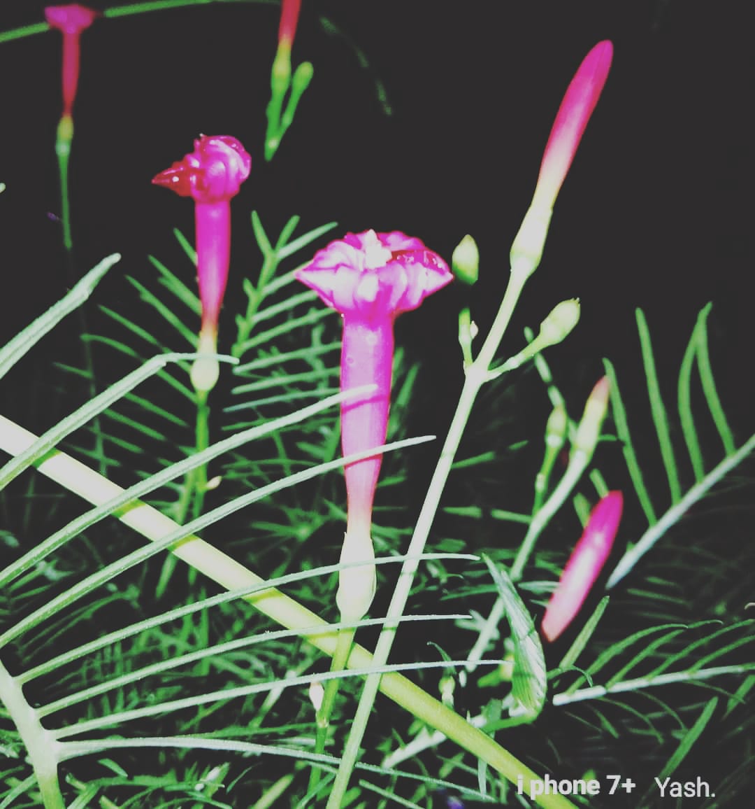 burman_alisha's tweet photo. Click flower 😁😊 https://t.co/9OFk404X6G