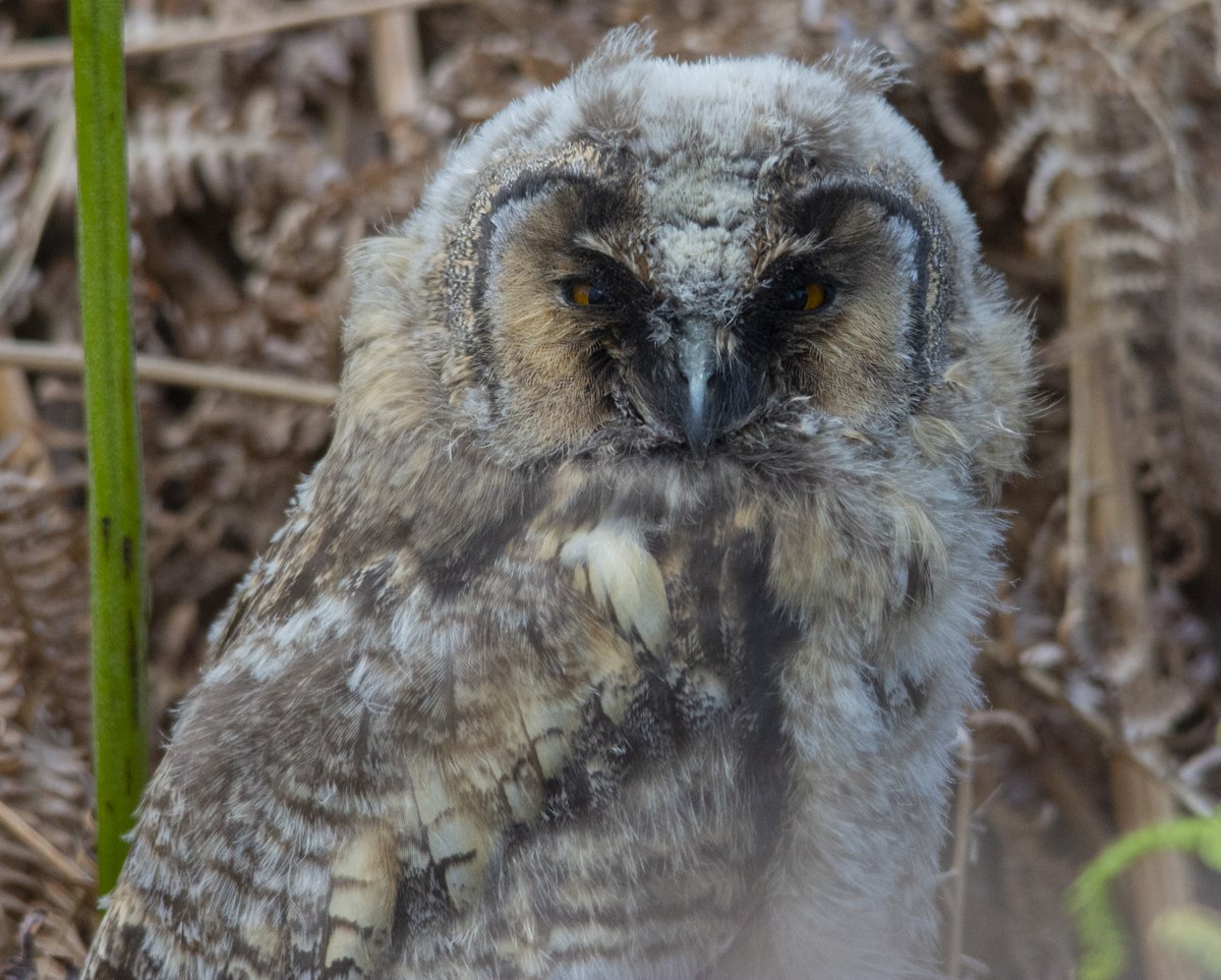 April from my 2021 calendar. A reminder of a lovely time spent with Long-eared owl chicks. #sherwoodforest #birds #birdphotography