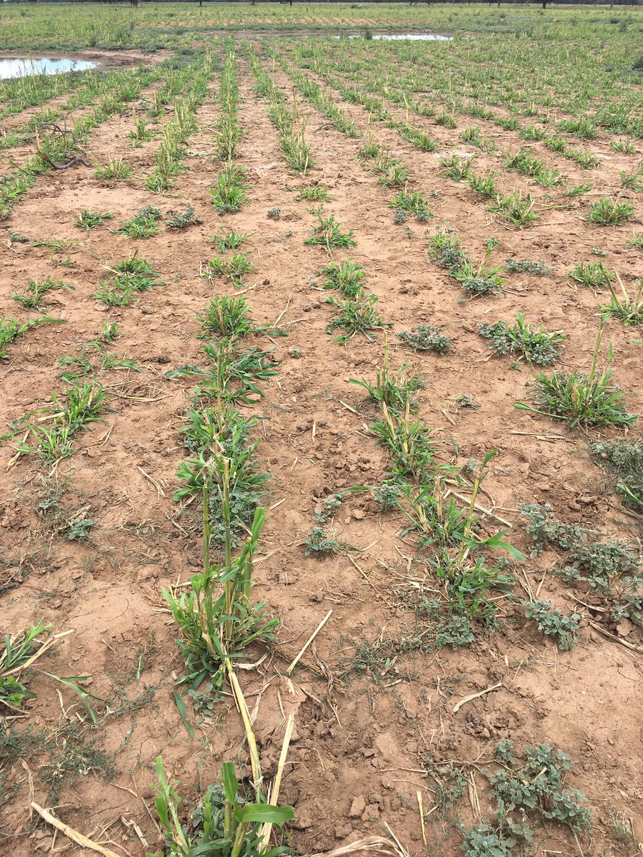 JackB2083's tweet photo. SSS photos taken 13 days apart, first photo 20/12/20.  I moved 5 steers / hectare out to another cell, today I put them back on. Extraordinary growth! https://t.co/GL435tgMCK