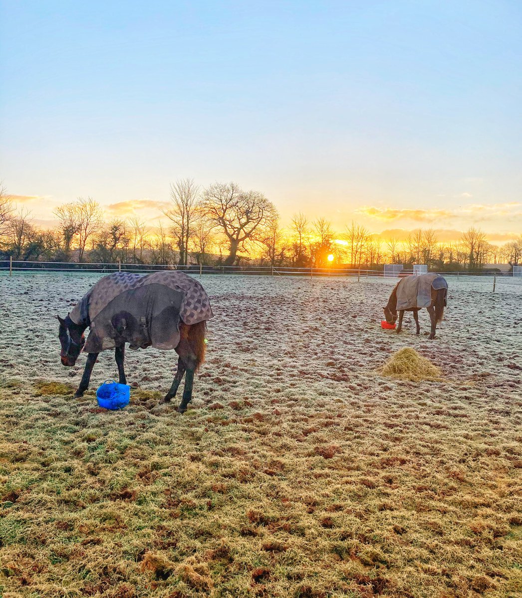 TogetherRacing's tweet photo. A beautiful morning for Red and Rum to enjoy an early morning breakfast!!
⁦@TheTBA_GB⁩ ⁦@TheOwnerBreeder⁩ ⁦@RacehorseOwners⁩ ⁦@itvracing⁩ ⁦@rpbloodstock⁩ https://t.co/Grqdo75Xm5
