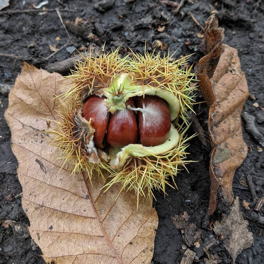 GreenercleanerB's tweet photo. Many cherish &amp; use #Bromley PARKS &amp; GREEN SPACES (incl #allotments), especially in these times of #Covid19. Here's a vital opportunity to feed into the 10yr plan for our borough - deadline 7th Jan! More #pollinators #trees #cycleparking #milestones pls? X

https://t.co/ICrRssXKyE https://t.co/n4en4fixe5
