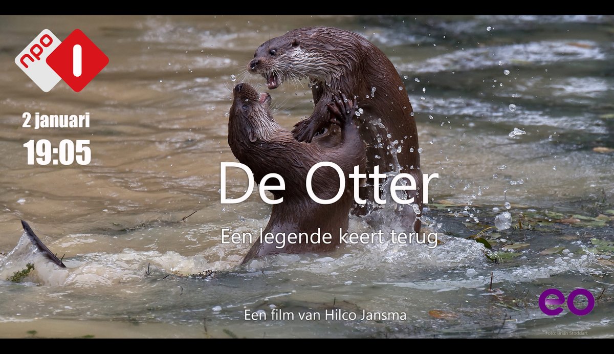 Zoogdierverenig's tweet photo. Kijk om 18.00u naar de livestream op het YouTube-kanaal van CaLutra. Hier vertelt @HilcoJansma over zijn prachtige otterfilm en kun je hem alles vragen. Daarna is deze bijzondere film om 19.05u op NPO1 te zien. Het #jaarvandeotter start vanavond officieel! #otter #calutra https://t.co/IoH5KMOg3v