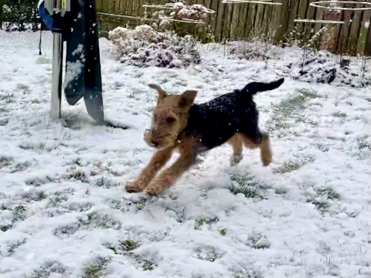 Bolhaus Terriers tweet media